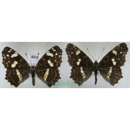 Araschnia levana (Linnaeus, 1758) pair form ex. ovo Poland46a